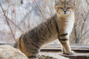 Razgranata mačka - usamljena pustinja Razgranata mačka - usamljena pustinja